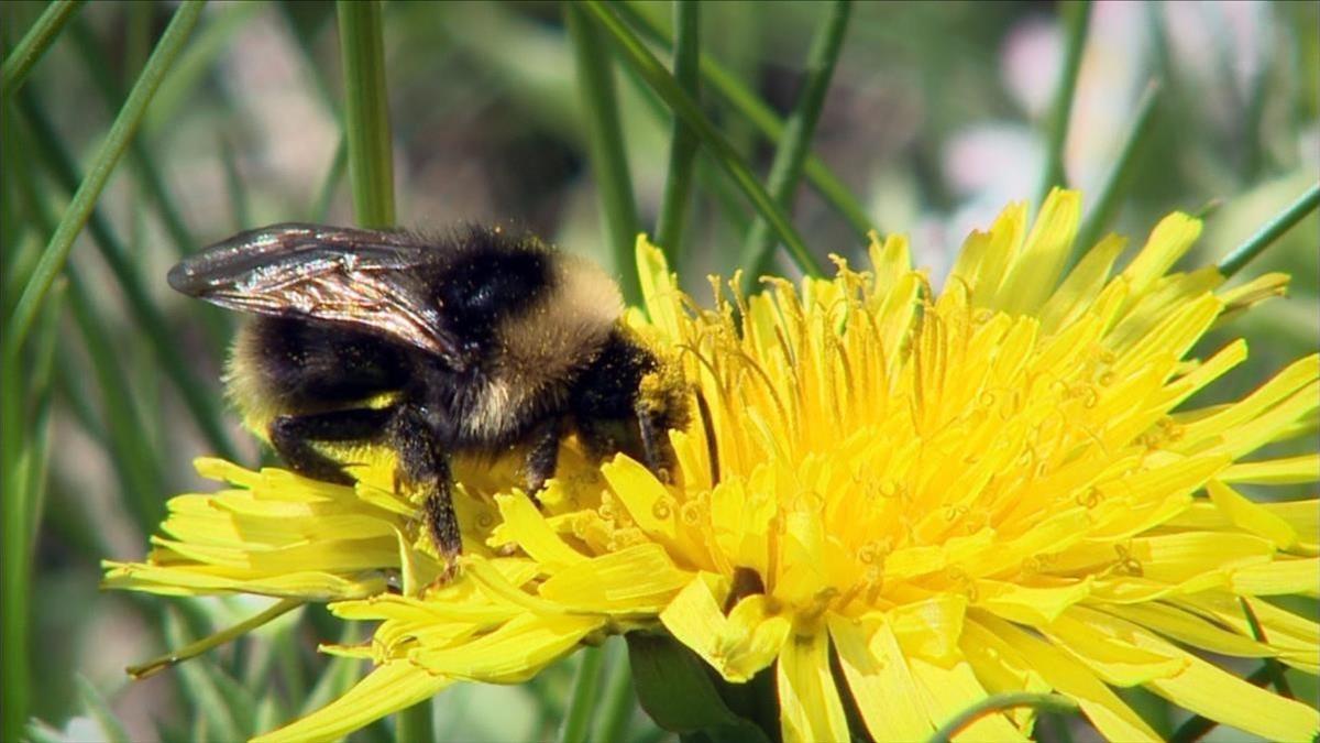 Una abeja polonizando a una flor.