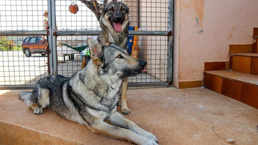 Dos perros lobo sacan de la cama a su dueña en Llíber y la salvan de un incendio