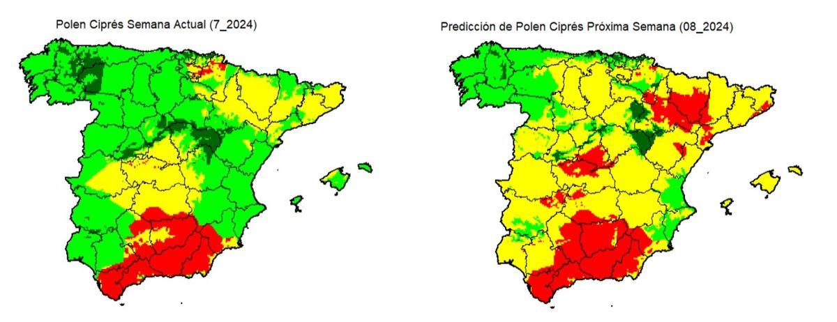 Predicciones de niveles de polen de ciprés en esta semana y la próxima.