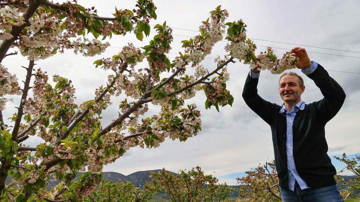 Hilario Calabuig Calbo muestra los cerezos en flor de uno de los cultivos de la IGP, al inicio de temporada.