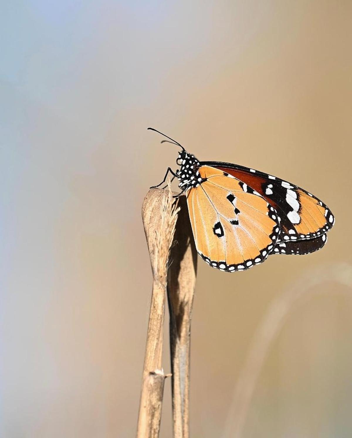 Mariposa tigre captada durante las jornadas de observación de Colla Ecologista El Campanà de Crevillent