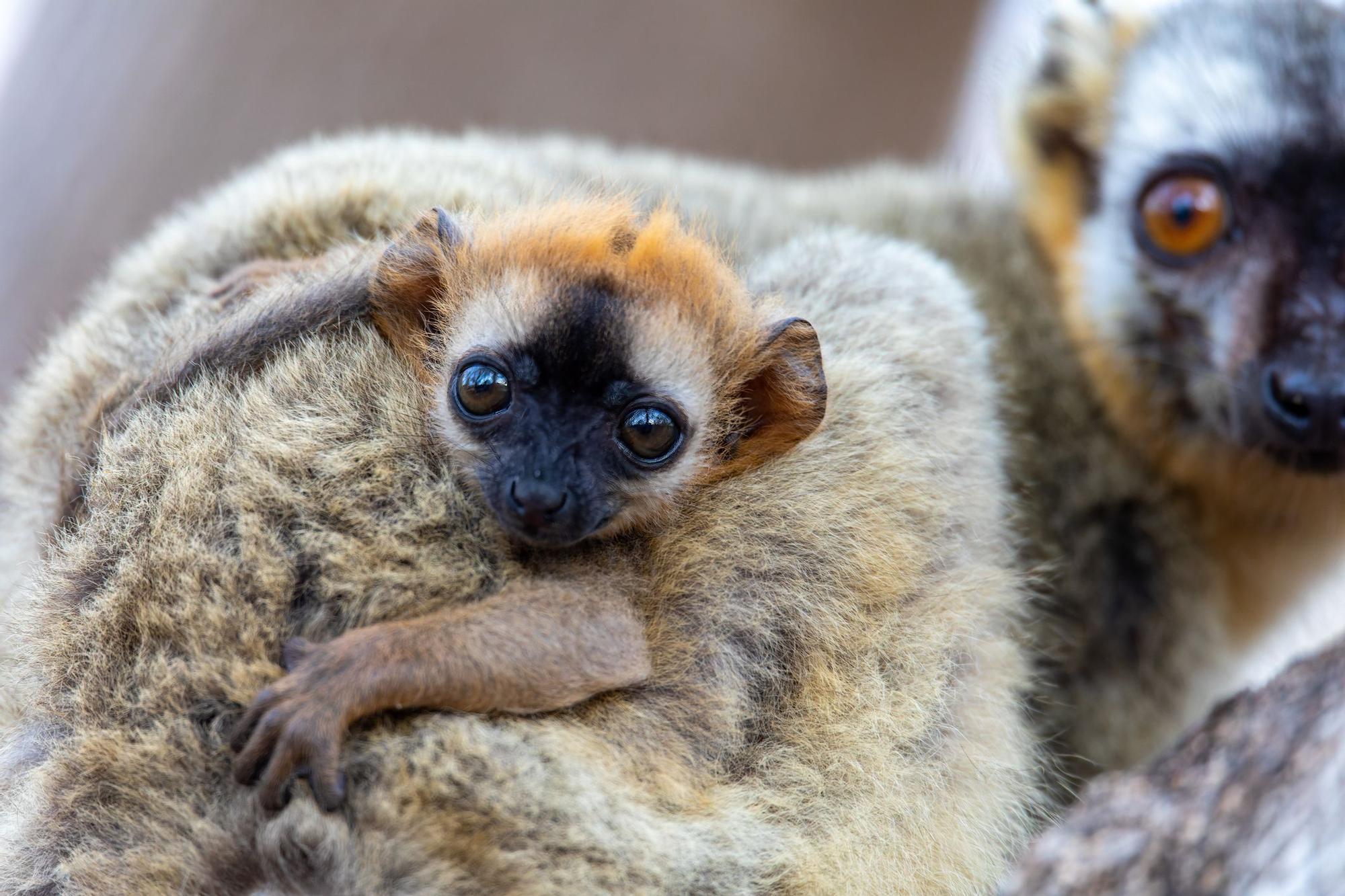 Lémur pardo de frente roja, endémico de Madagascar.