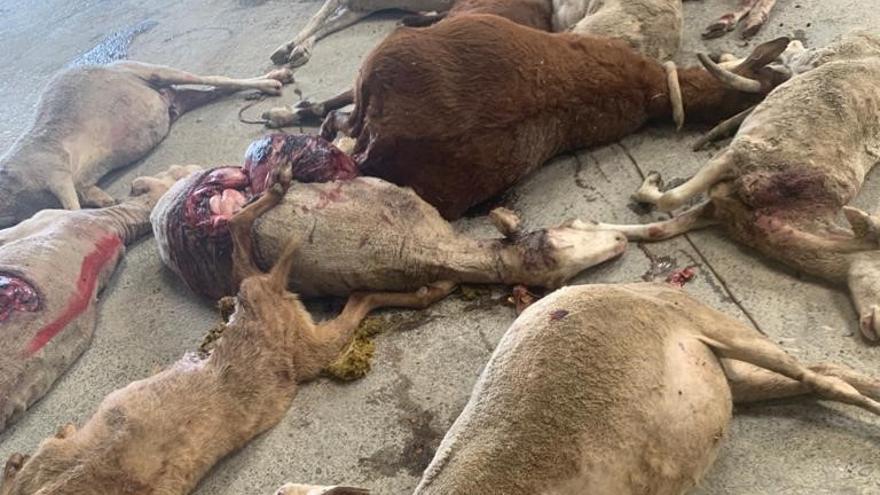 Ejemplares muertos por el animal que atacó a un rebaño en Tardienta.