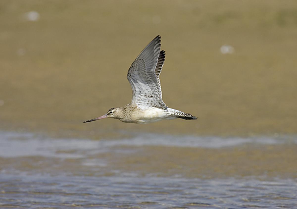 Una aguja colipinta en pleno vuelo.