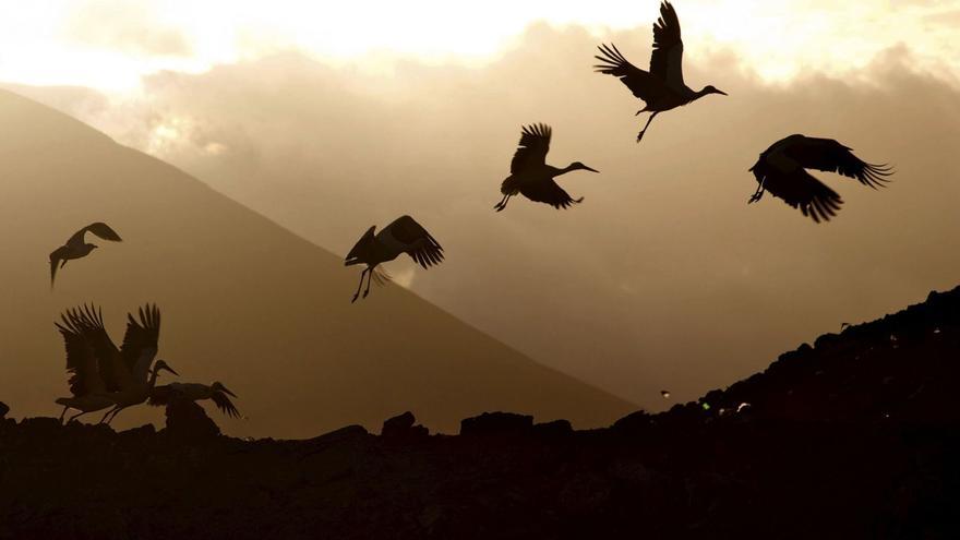 La singular fauna de Canarias guarda a los mejores compañeros de viaje