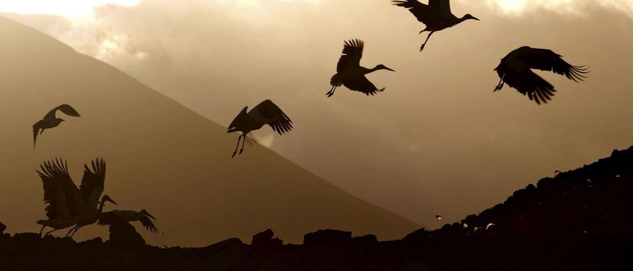 Un bando de 32 cigüeñas blancas decidió pasar el invierno en Fuerteventura, en las proximidades del vertedero insular de Puerto del Rosario.