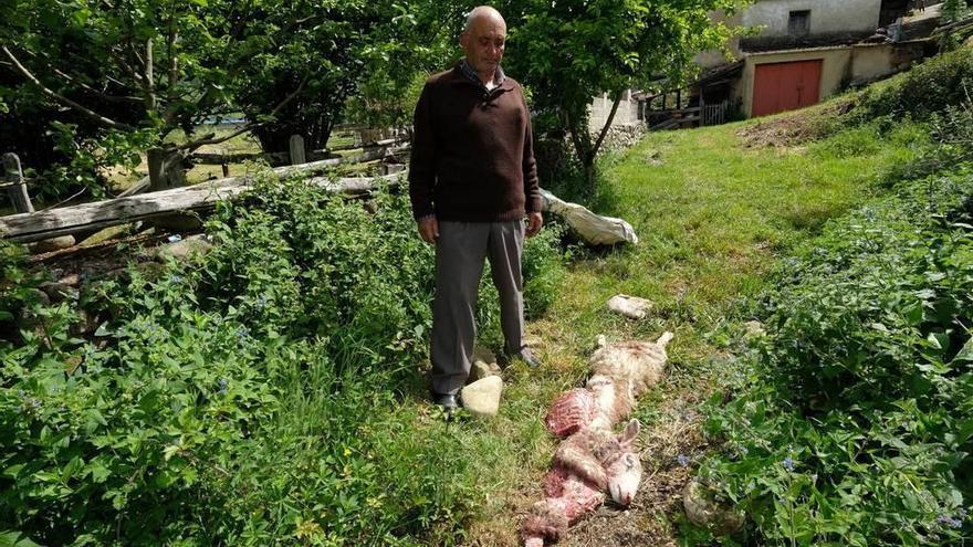 José García, junto a la oveja muerta, en Soto de Aller.