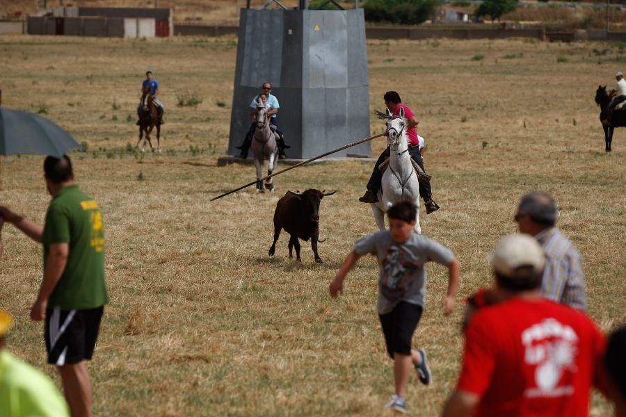 Fiestas en Zamora: Espante de vacas en Fuentesaúco