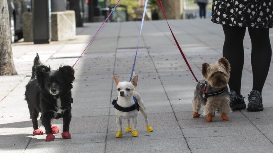 Perros con calzas en Oviedo