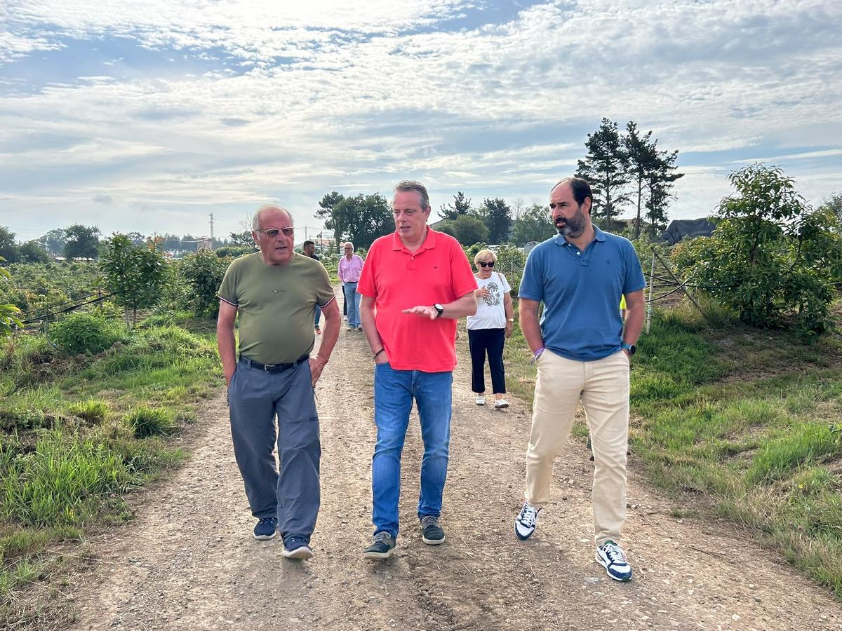 Por la izquierda, Anselmo Rodríguez, Marcelino Marcos y David Álvarez, en la plantación de aguacates de Castrillón.