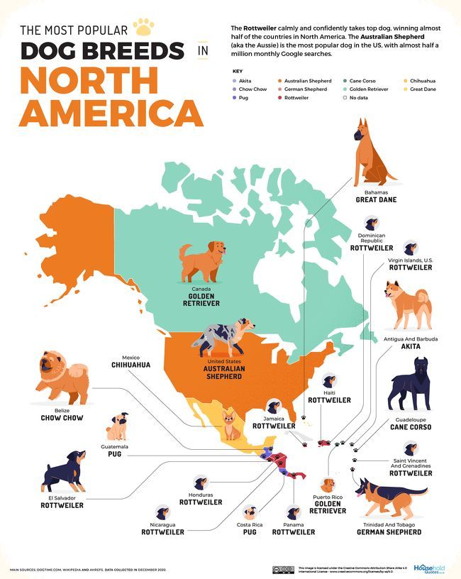 Los perros más populares en Norteamérica