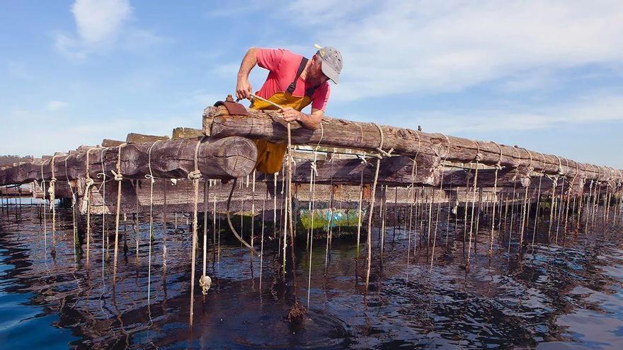 La producción de mejillón cae a mínimos históricos por una microalga tóxica