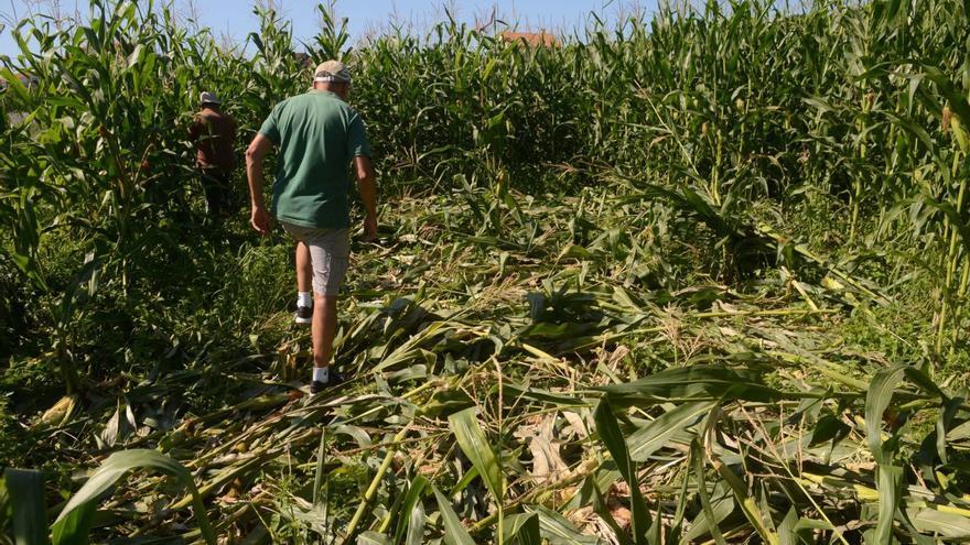 El jabalí cerca el maíz: UU AA exige a la Xunta pasar de la reacción a la prevención
