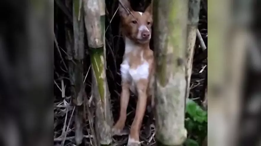 Así fue el rescate de Silván, el podenco que abandonaron malherido en Mos