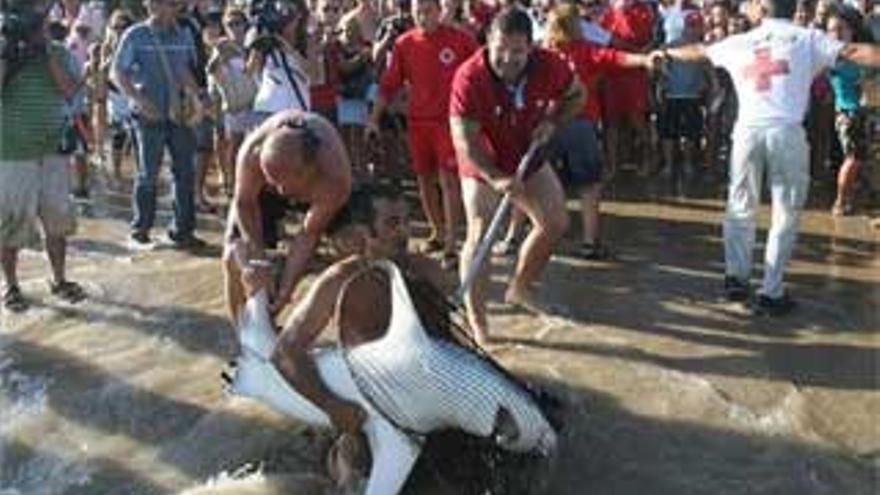 El tiburón de Tarragona en estado crítico