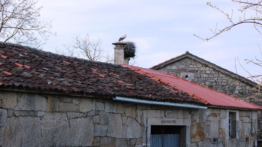 Viña centenaria, lacenas e cegoñas en Escuadro