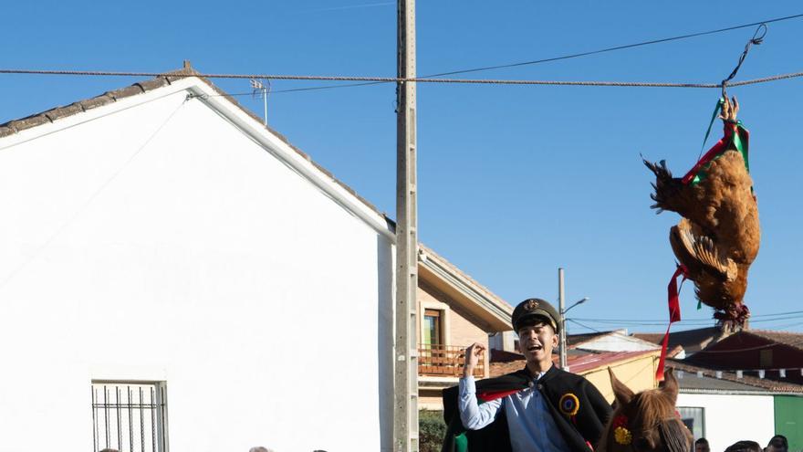 Seis quintos protagonizan esta tarde la &quot;carrera del gallo&quot; en El Pego