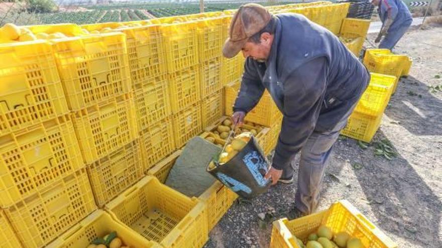 Las plantaciones se debilitan y son más vulnerables a las heladas de invierno