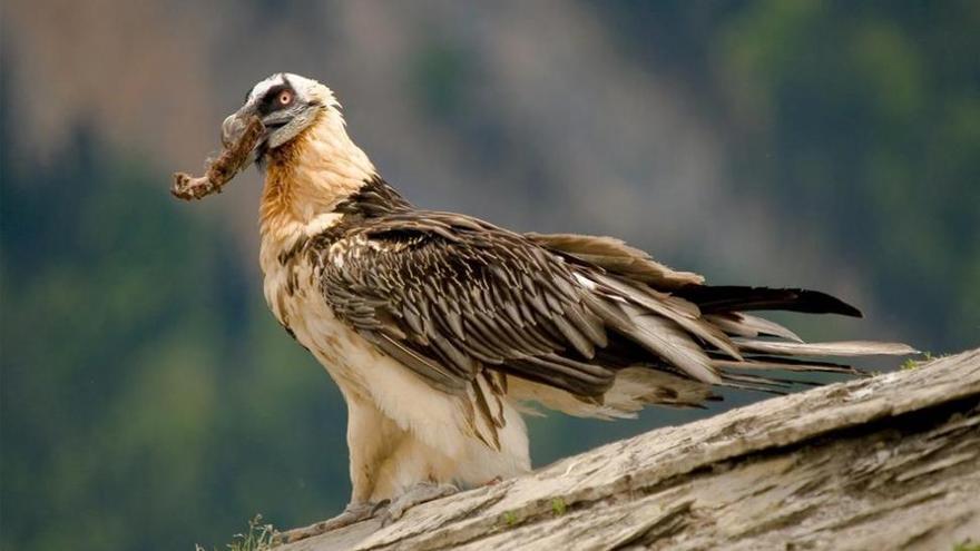 Siete quebrantahuesos serán liberados este año en los Picos de Europa