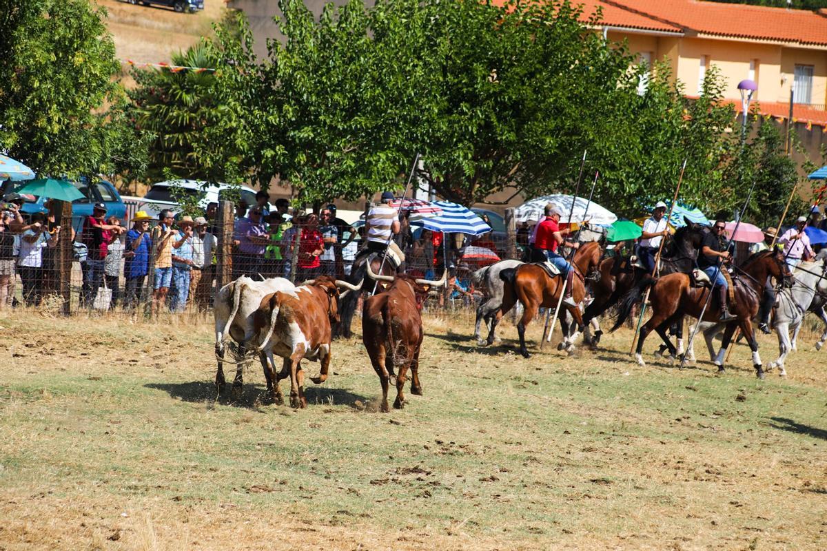 Tradicional encierro San Roquito Tradicional encierro San Roquito