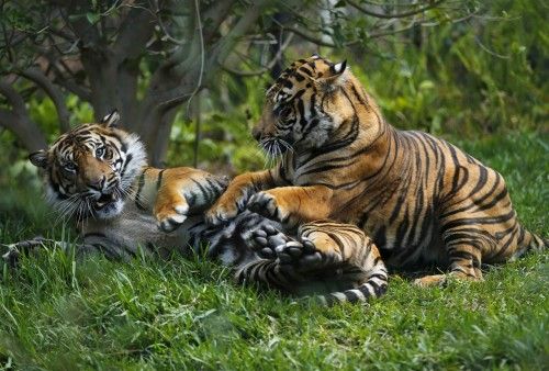 Two young male Sumatran tigers play in a new $19.5 million tiger habitat at the San Diego Zoo's Wild Animal Park in San Diego's San Pasqual Valley