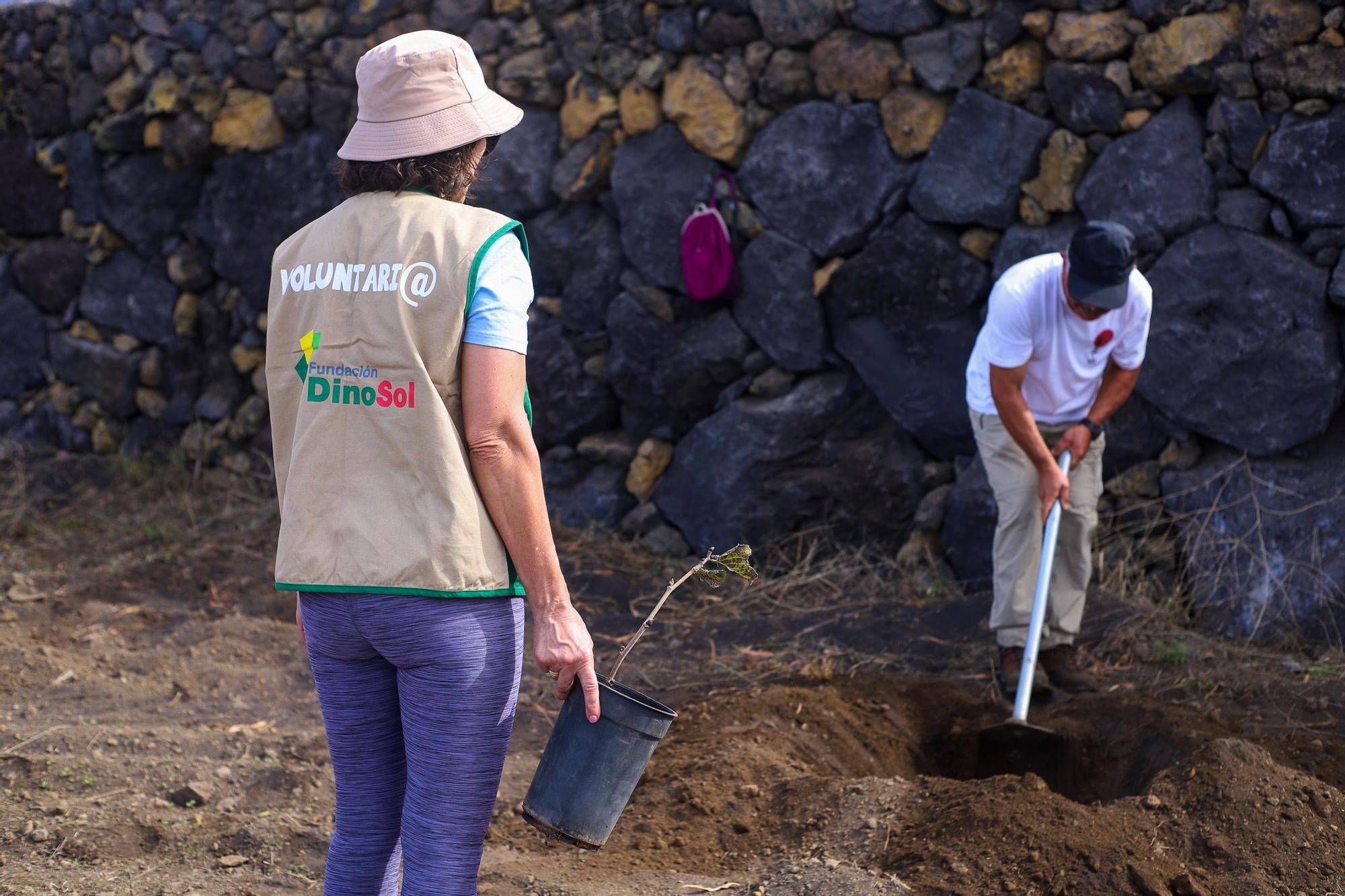 Trabajadores de HiperDino plantan morales en una de las zonas afectadas por el volcán de La Palma