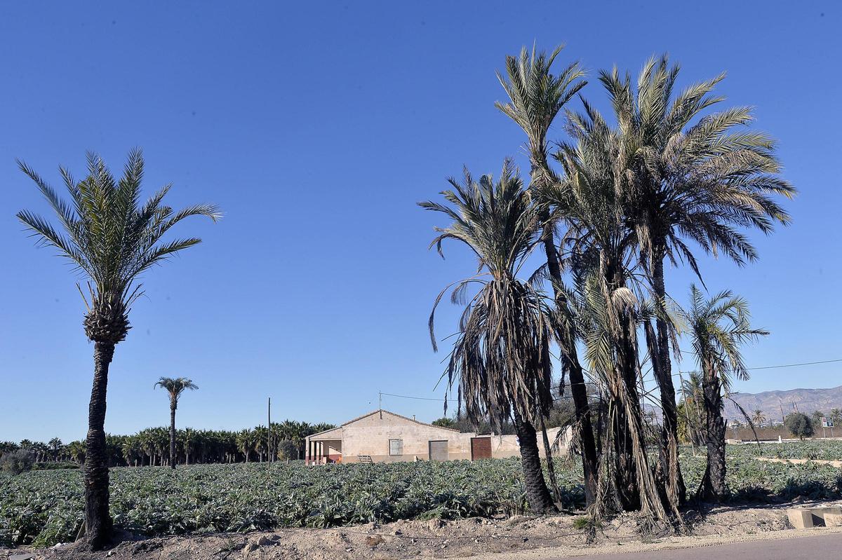 Una vista del Camp d'Elx, con un cultivo y varias palmeras.