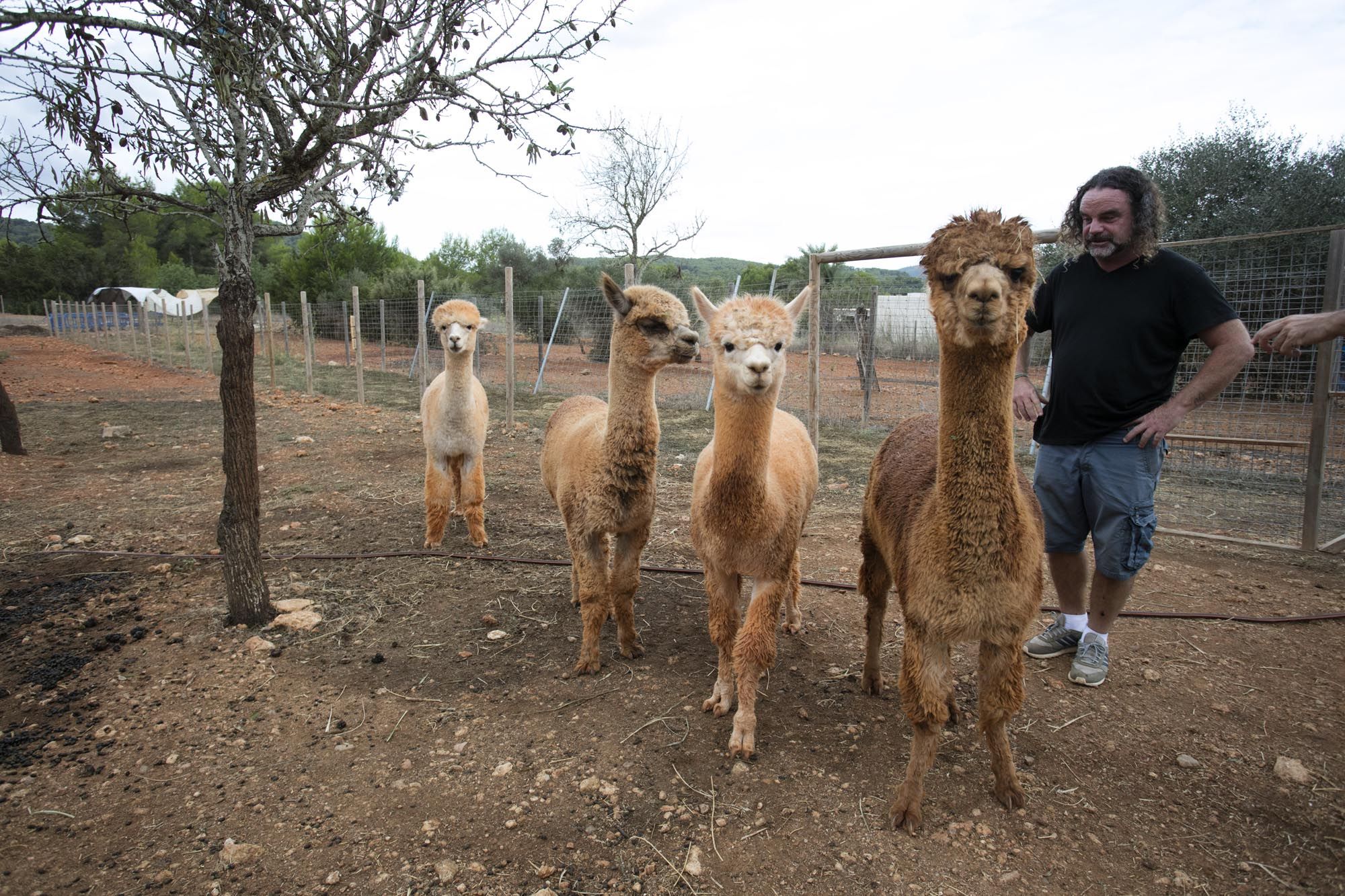 Granja de alpacas en Ibiza