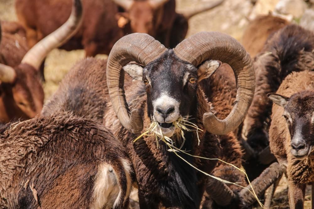 Un safari al límite por el coronavirus