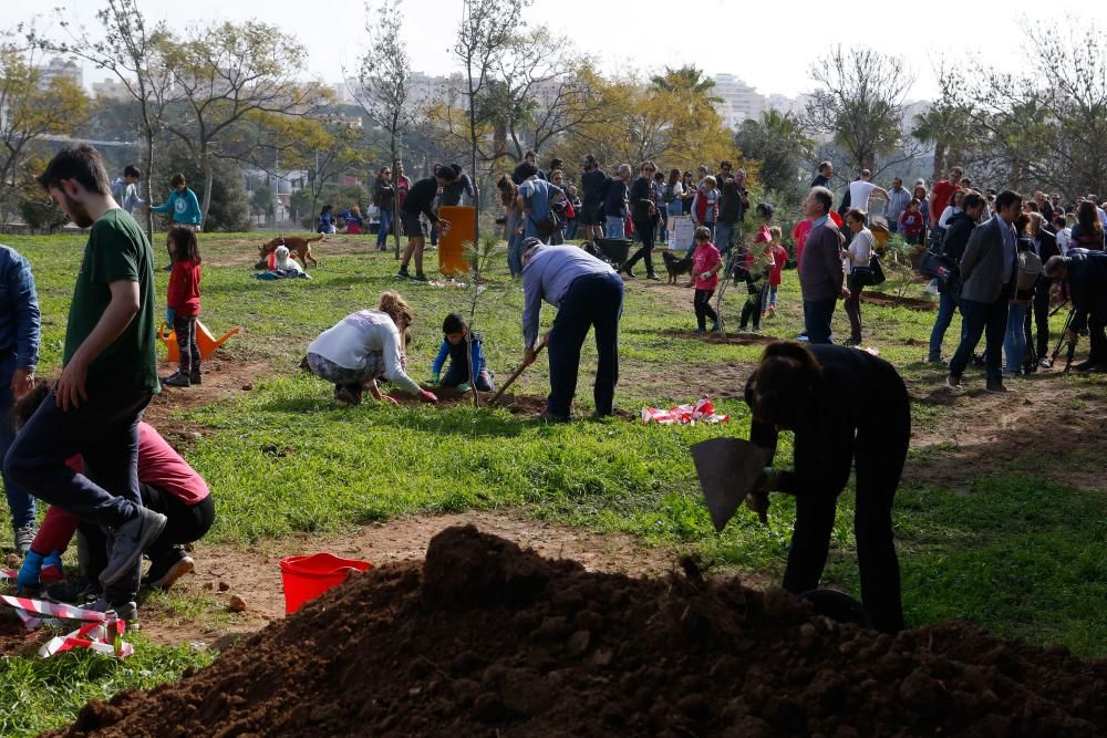 Los palmesanos siembran 300 árboles y plantas arbustivas en el parque de Sa Riera