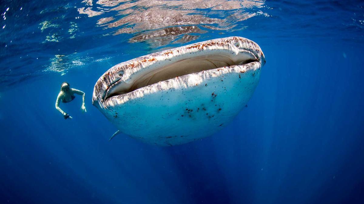 Tiburón ballena, australia