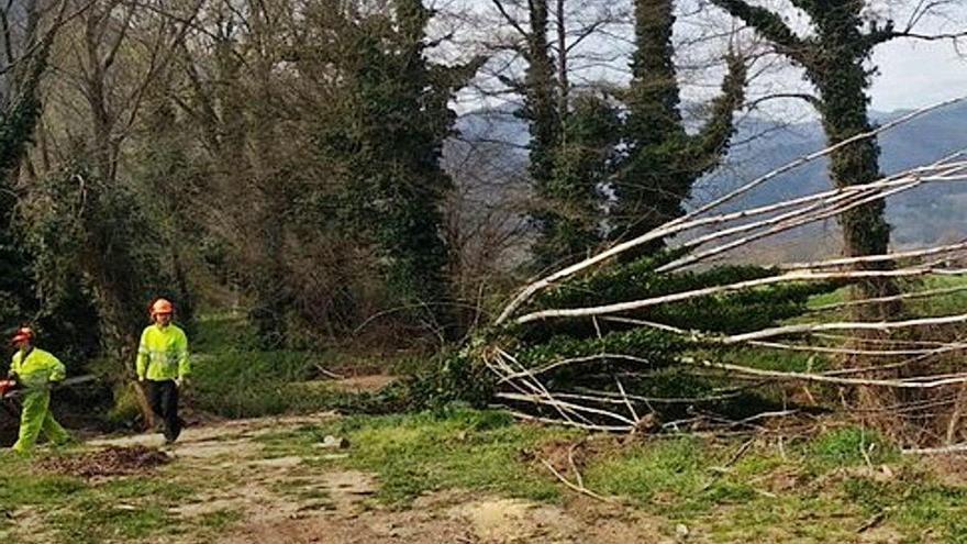 Dos operaris de la neteja de lleres de la brigada de l&#039;Agència Catalana de l&#039;Aigua retiren un arbre.