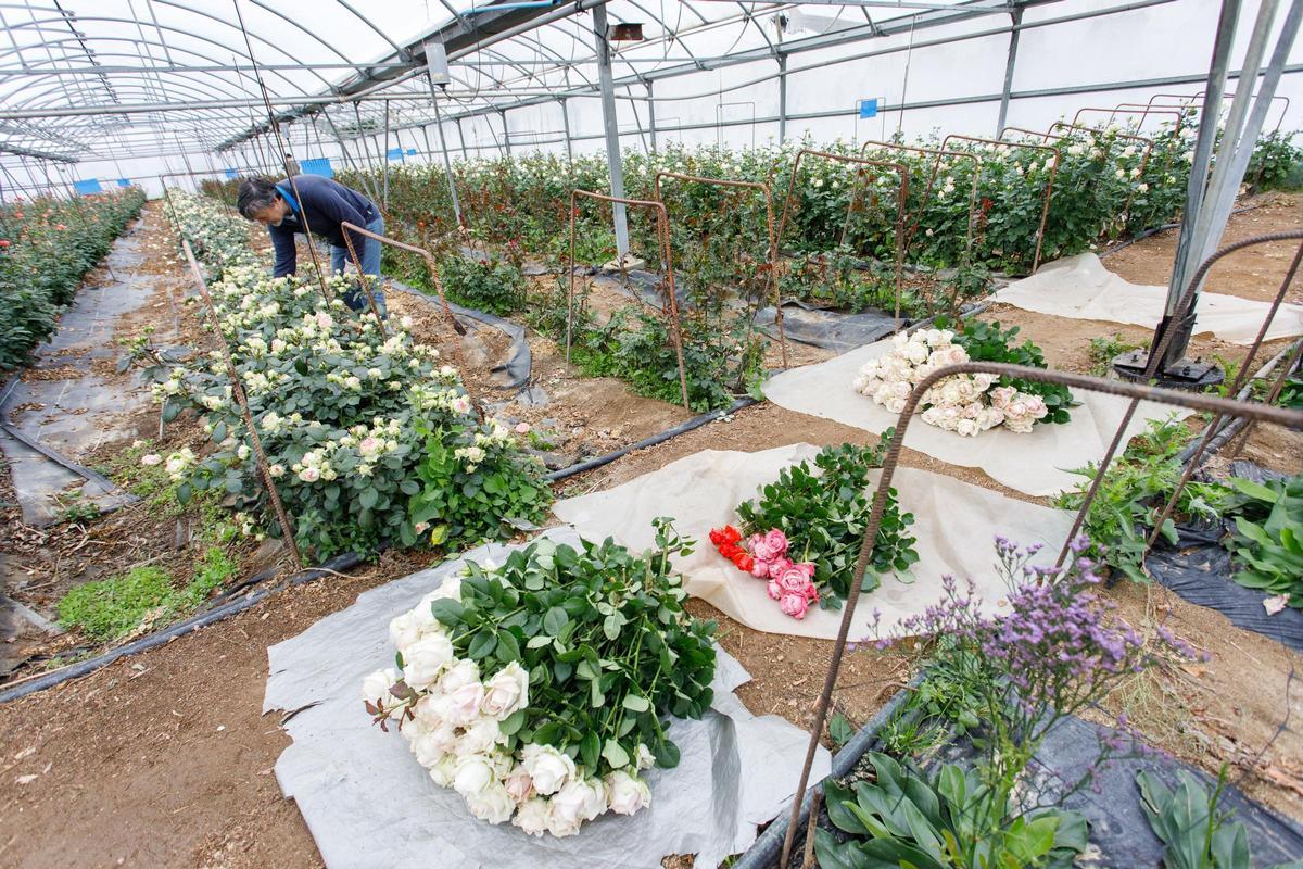 Flors Pons es la única empresa productora de rosas por Sant Jordi en Catalunya