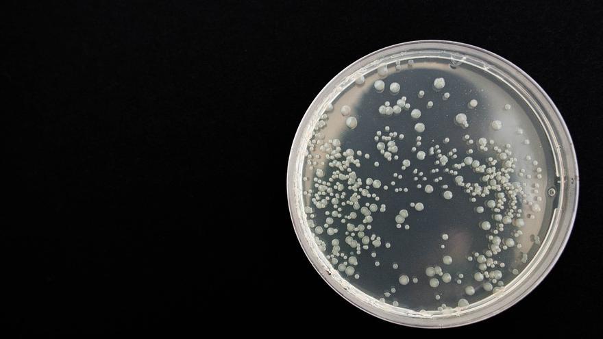 Reviven bacterias de la Edad de Piedra usando el sarro dental de humanos y neandertales