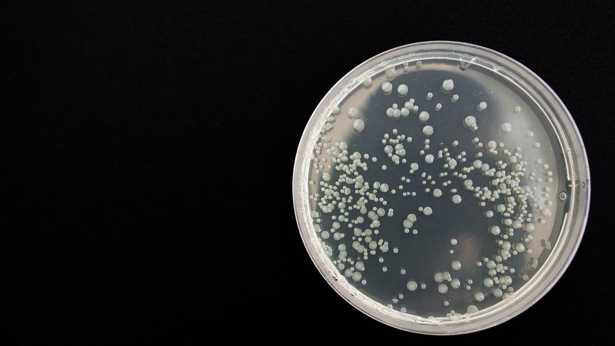 Los científicos reconstruyeron genomas de bacterias previamente desconocidas, que datan del Pleistoceno.