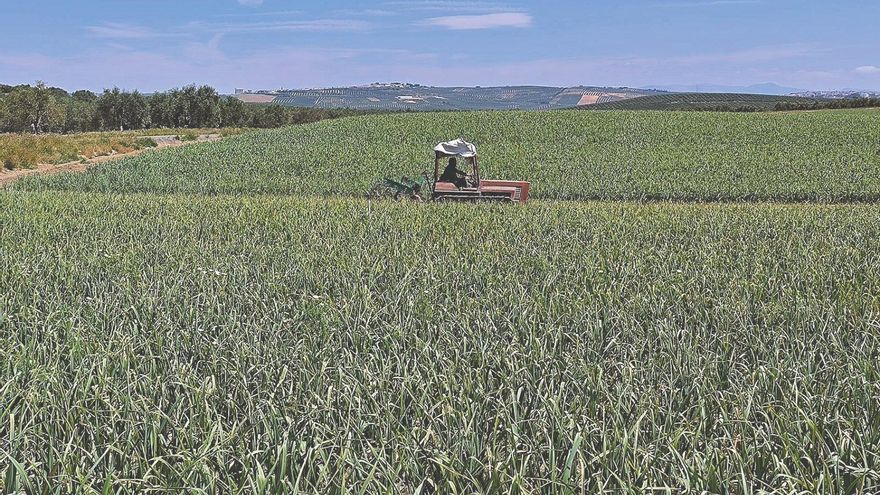 UGT culpa al incumplimiento del convenio de la falta de mano de obra en el campo de Córdoba