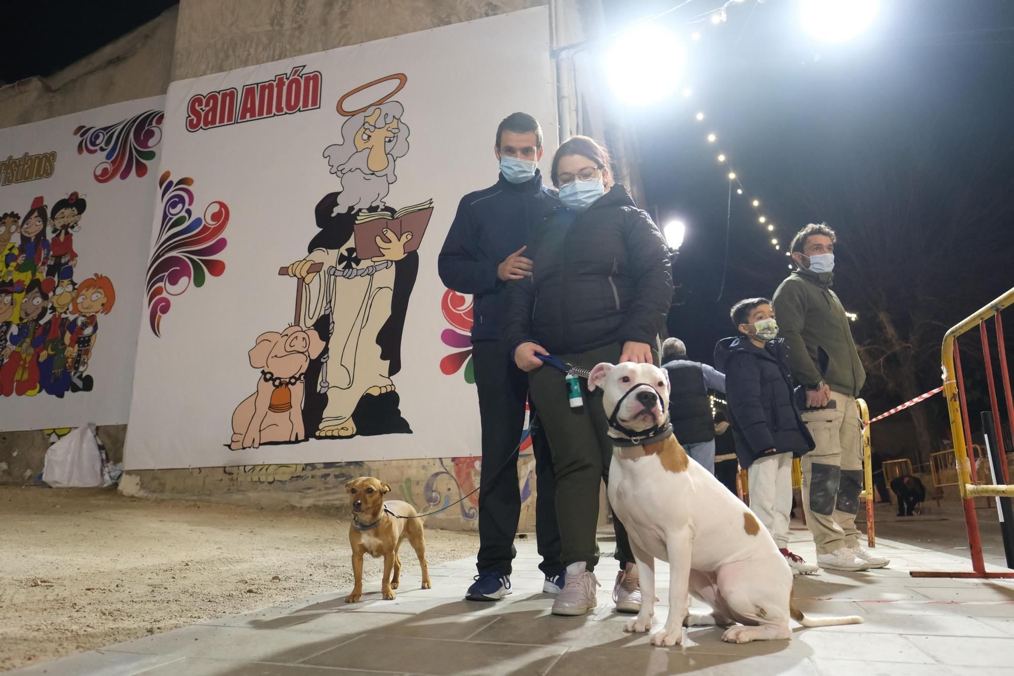 Los eldenses festejan a San Antón, patrón de los Moros y Cristianos, con las típicas vueltas a la hoguera, la bendición de animales, las tradicionales danzas y el reparto del pan