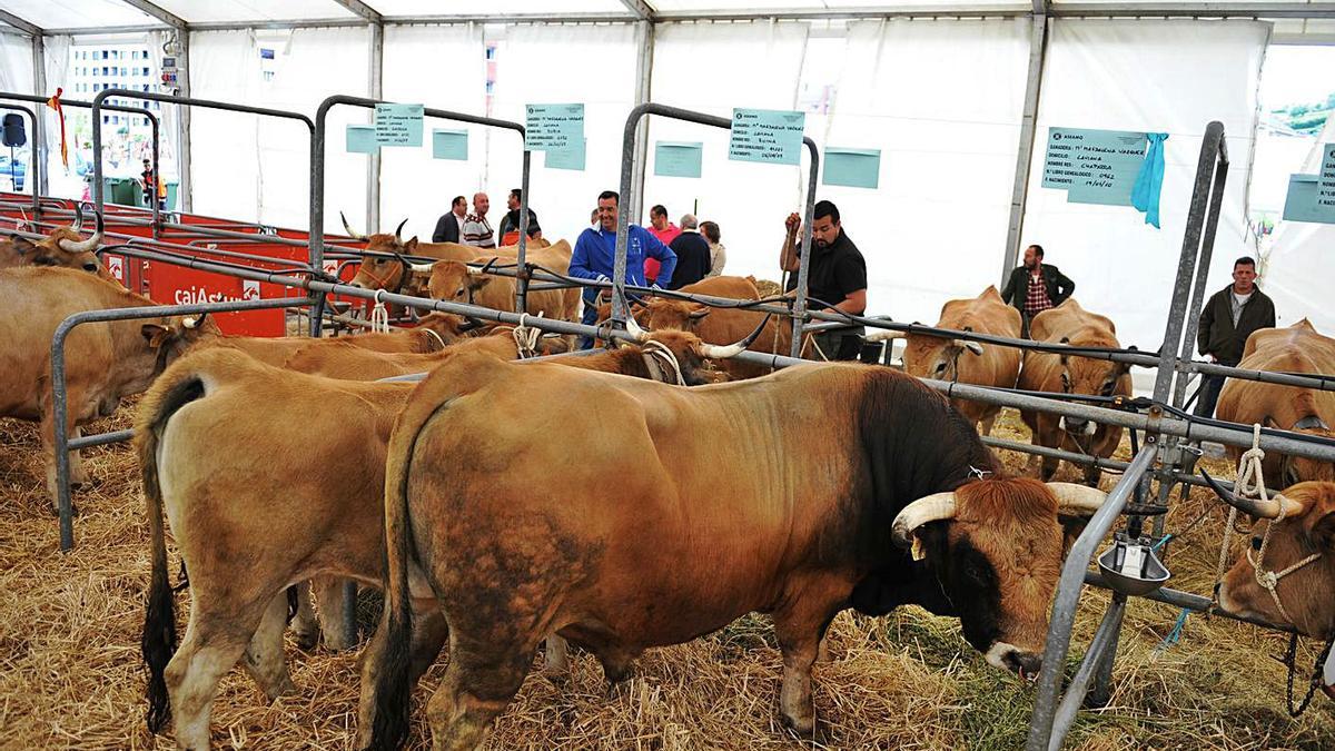 Reses participantes en el certamen en una edición anterior. | LNE