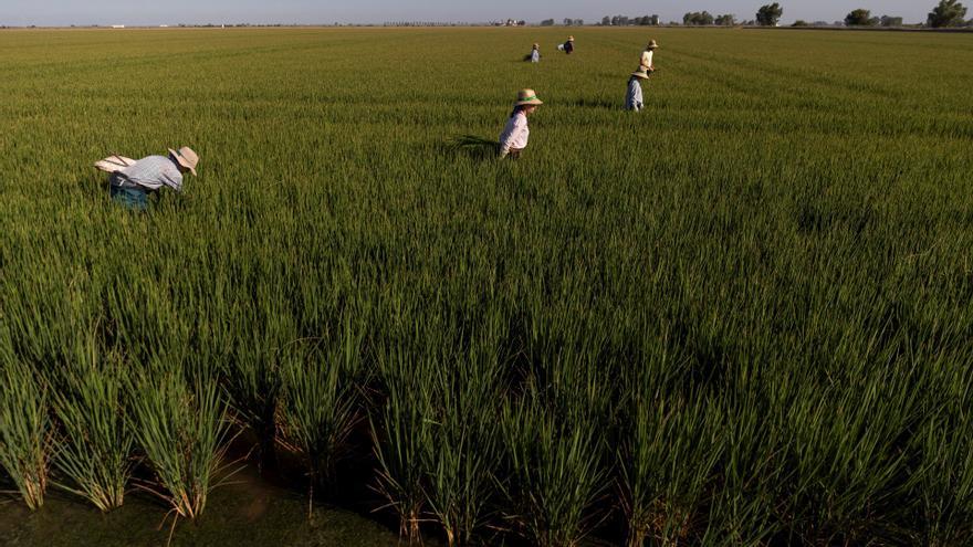Les cooperatives avisen que els ajuts del Govern són insuficients per a l&#039;arròs i les hortícoles