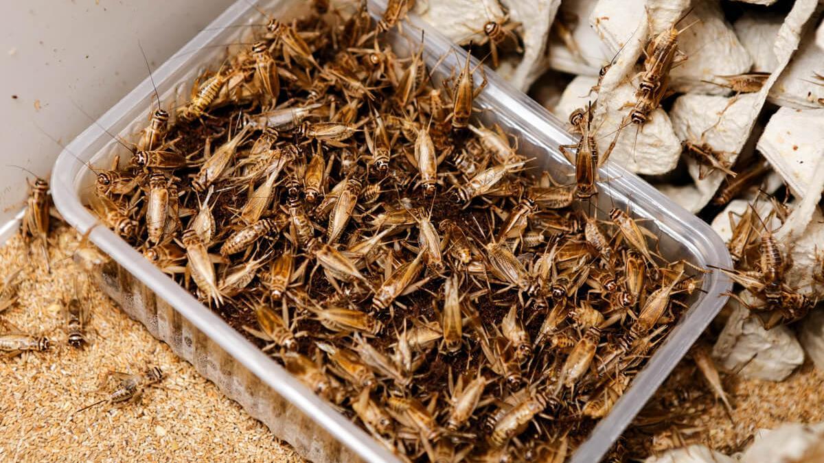 Los insectos son cada vez más consumidos