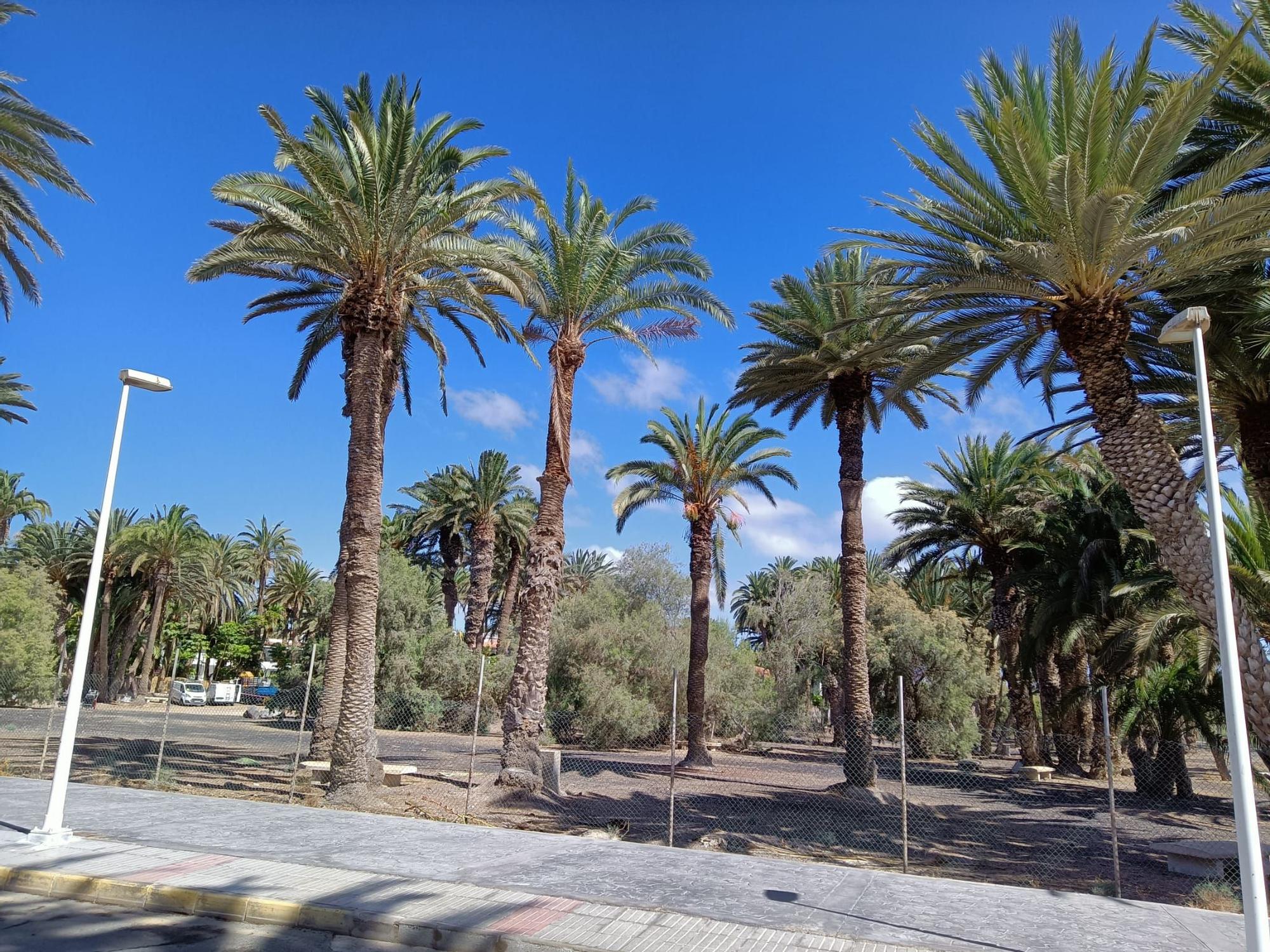 Palmeral del Oasis de Maspalomas.