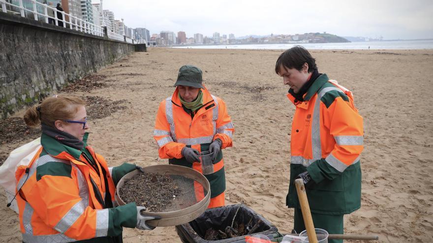 Así recogen las bolinas de plásticos aparecidas en la playa de San Lorenzo (en imágenes)