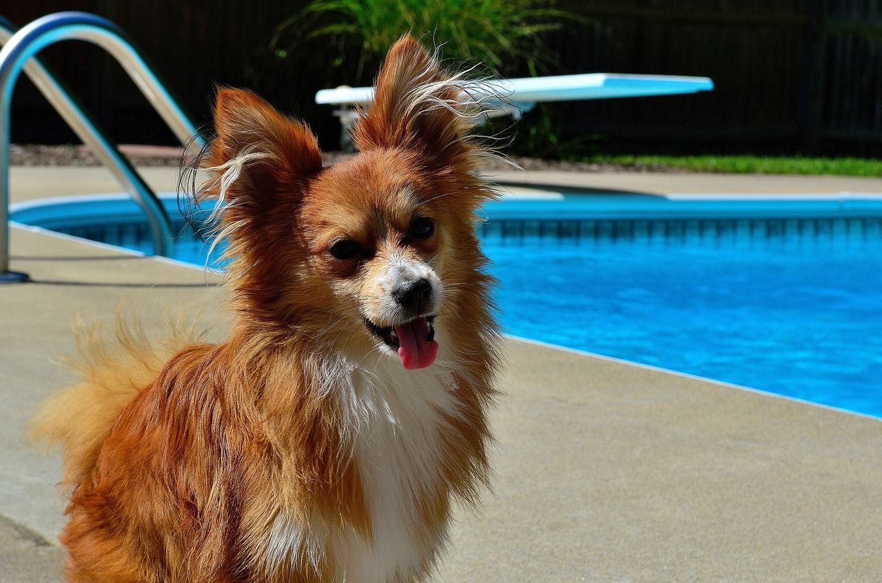 Cómo hacer una piscina casera para perros- Paso a paso