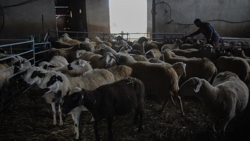 Las cooperativas advierten sobre la &quot;situación insostenible&quot; del ovino de leche en Zamora