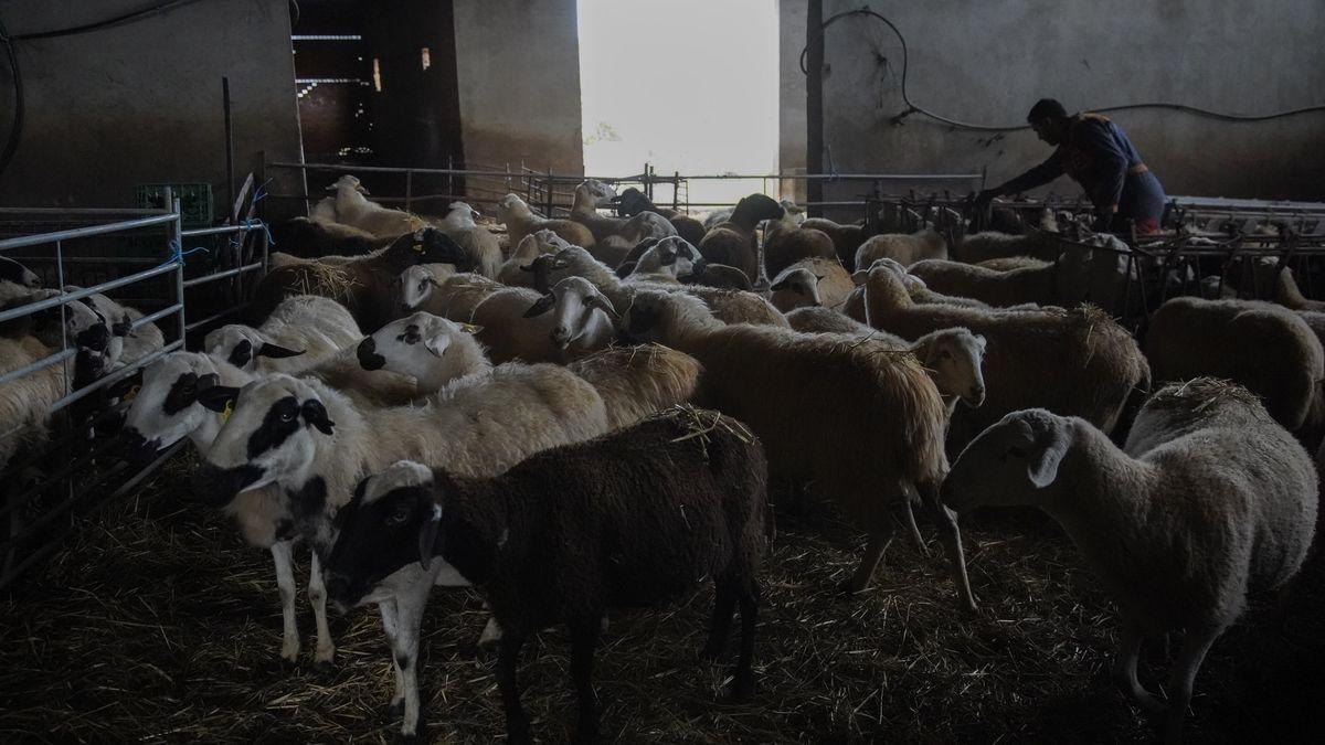 Explotación de ovino en la provincia de Zamora