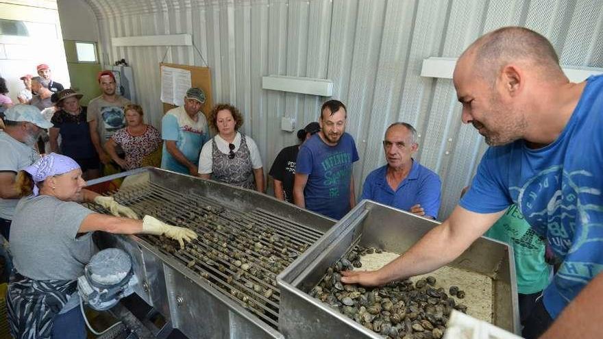 Los mariscadores seleccionan y pesan la mercancía, ayer en A Seca. // Gustavo Santos