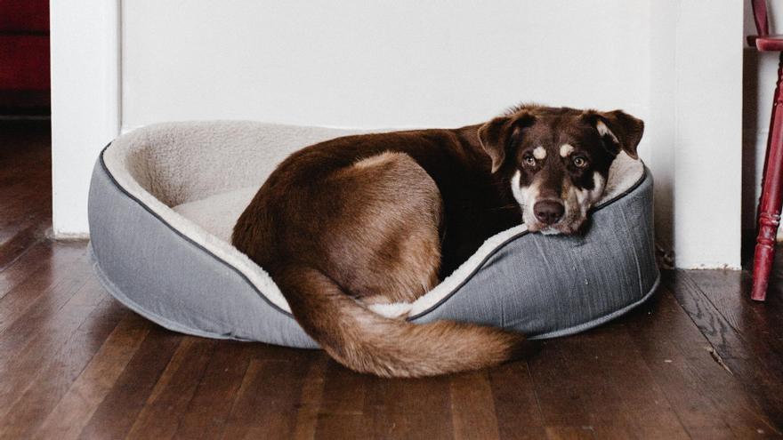Hay varios motivos por los que los perros rascan la cama antes de dormir.