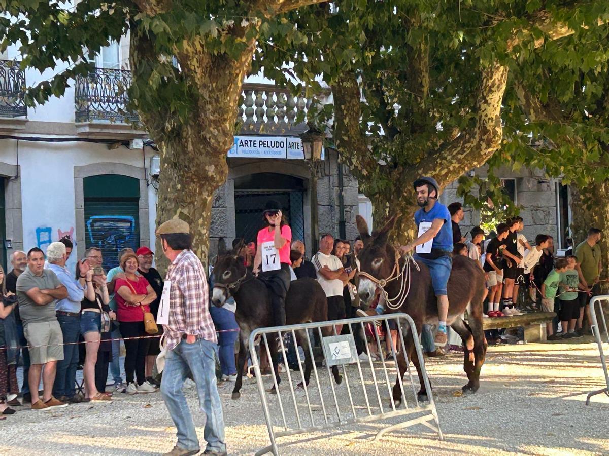 O Gran Derbi Asnal regresa a Padrón en clave de homenaxe aos burros fariñeiros