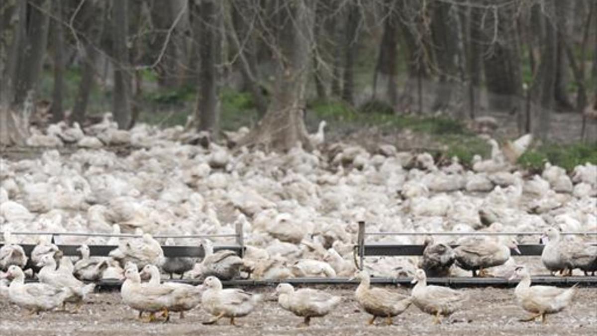 Patos de una de las granjas afectadas en Sant Gregori.