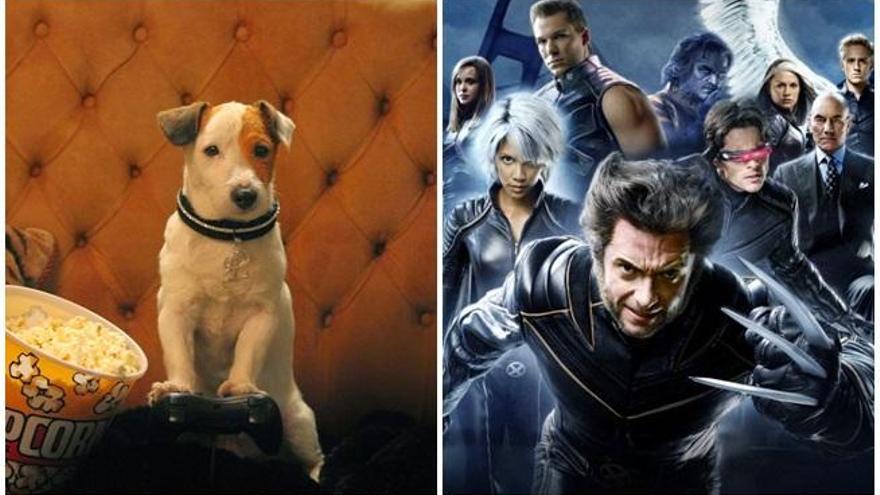 El perro Pancho compite en los cines con X-Men.